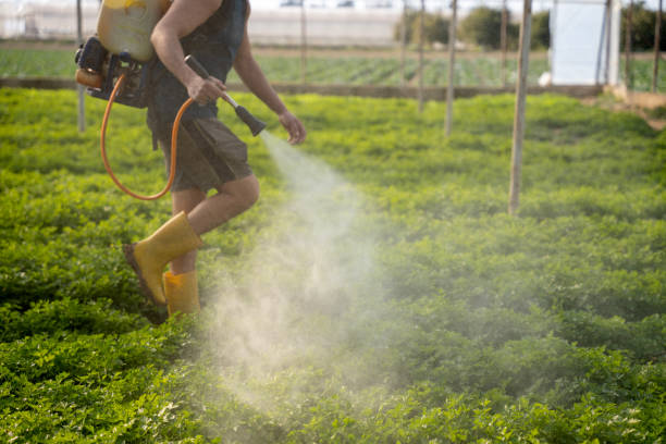 Best Pest Removal Services  in Jamul, CA