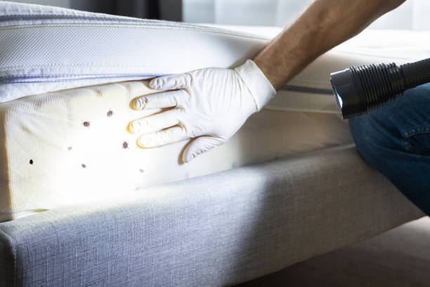 Best Local Pest Control Services  in Jamul, CA