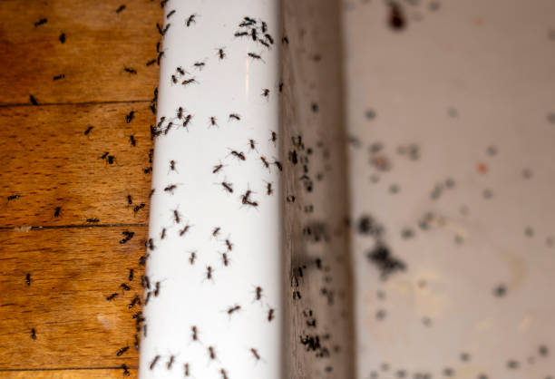 Best Pest Removal Services  in Jamul, CA