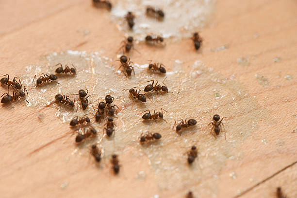  Jamul, CA Pest Control Pros